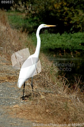 Image of Great egret