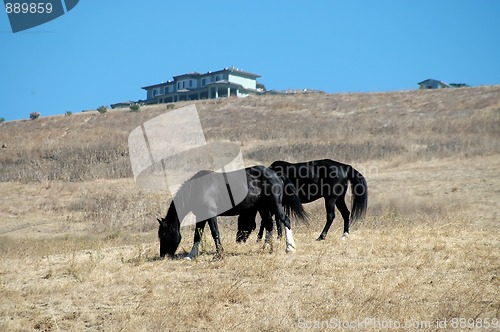 Image of Horses