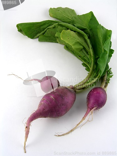 Image of Radishes