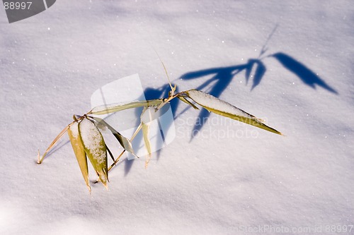 Image of bamboo shoot