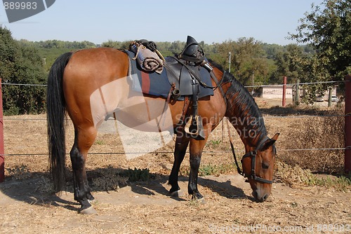 Image of Cavalry horse