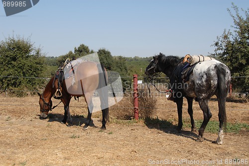 Image of Cavalry horses