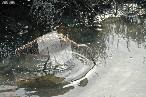 Image of Curlew