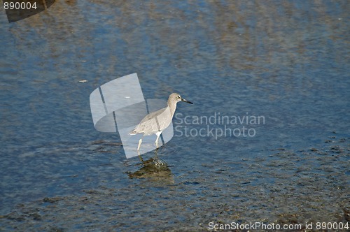 Image of Red knot