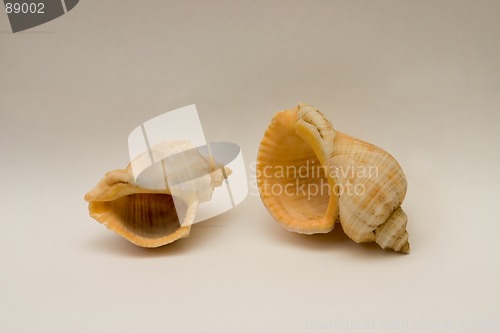 Image of Sea shells
