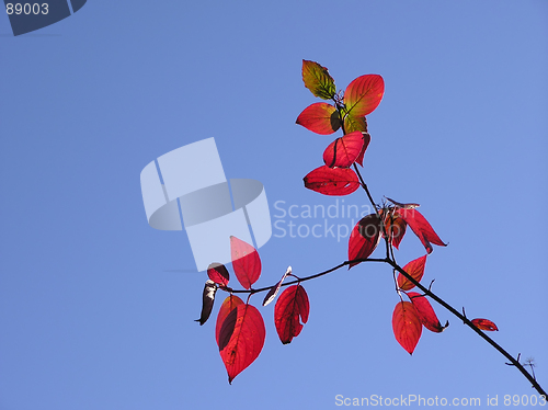 Image of Shrub shoot with red leaves