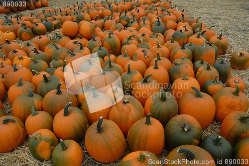 Image of Pumpkins