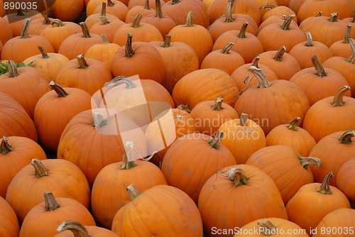 Image of Pumpkins