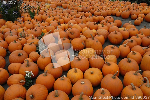 Image of Pumpkins