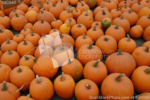 Image of Pumpkins