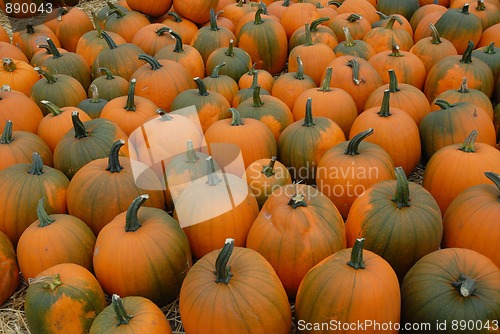 Image of Pumpkins