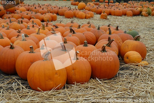 Image of Pumpkins