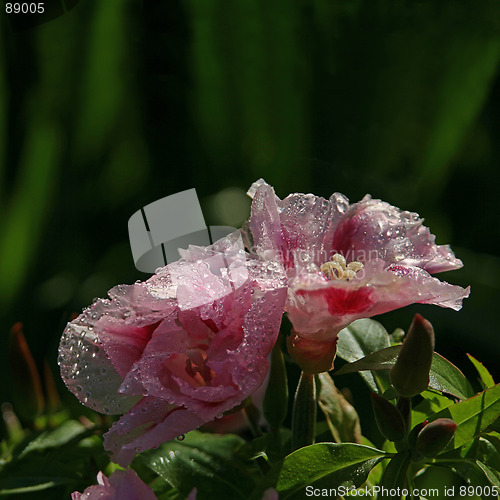 Image of dew on translucent petals