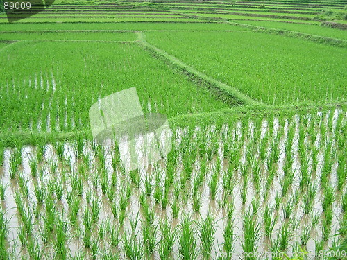 Image of Rice Plantation in Asia