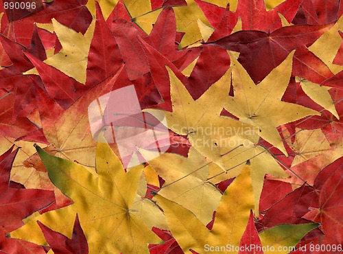 Image of Autumn leaves