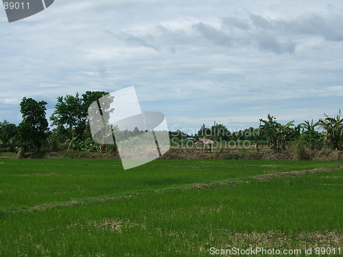 Image of Asian Rice Plantation