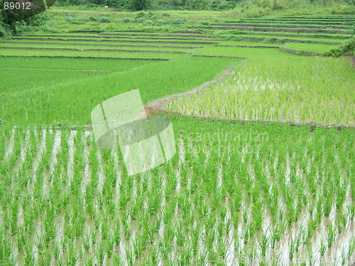 Image of Rice Field in Asia