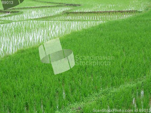 Image of Rice Field in Asia