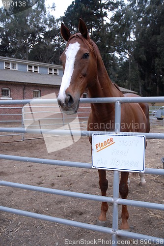 Image of Don't Feed The Horses