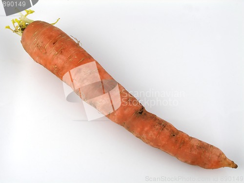 Image of Carrot