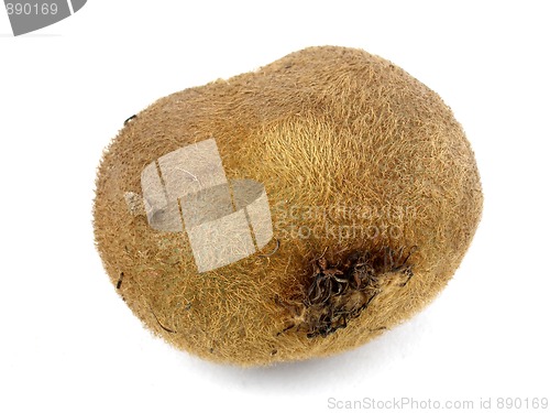 Image of Kiwi