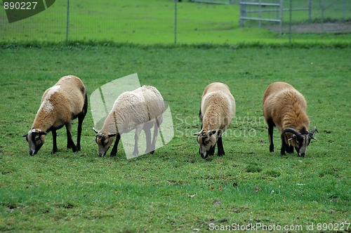 Image of Grazing sheep