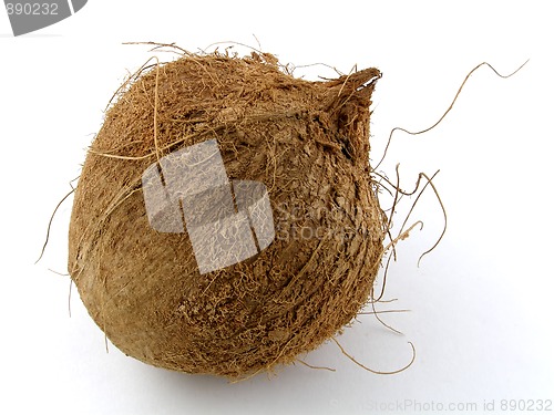 Image of Coconut