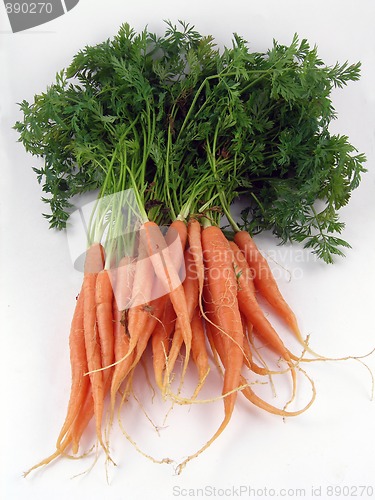 Image of Carrots