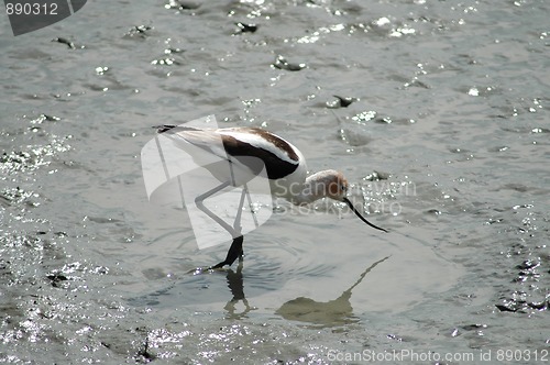 Image of Avocet