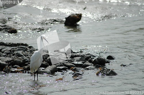 Image of Great egret