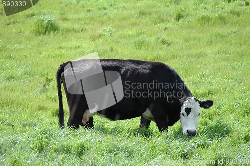 Image of Expressive cow