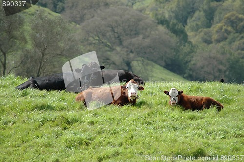 Image of Expressive cows