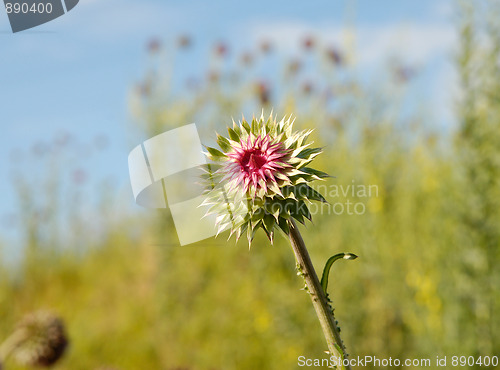 Image of Flower