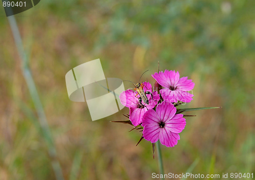 Image of Flower and insect