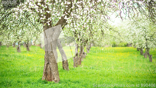 Image of Blooming apple trees