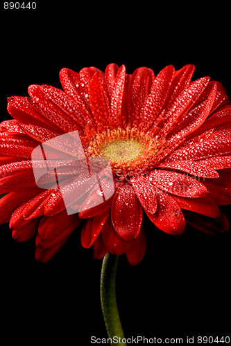 Image of red gerbera