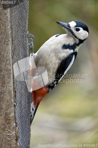 Image of Great Spotted Woodpecker (Dendrocopos major)