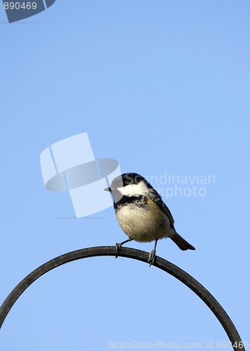 Image of Coal Tit (Parus ater)