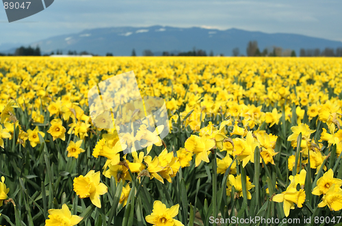 Image of Yellow daffodils