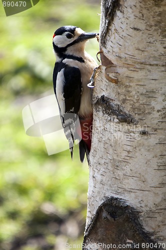 Image of Great Spotted Woodpecker (Dendrocopos major)