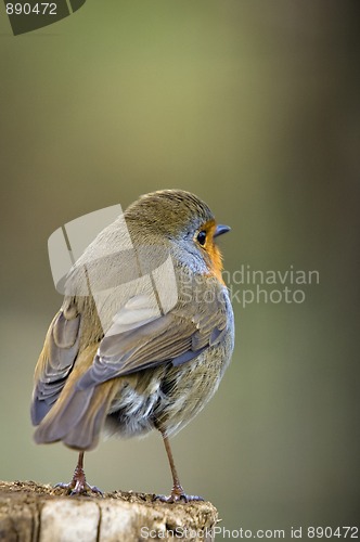 Image of Robin (Erithacus rubecula)