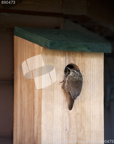 Image of Wren (Troglodytes troglodytes)