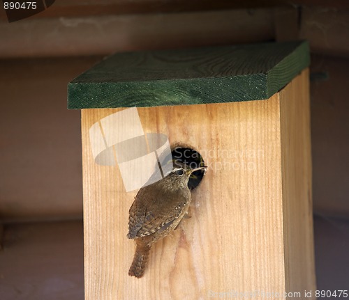 Image of Wren (Troglodytes troglodytes)