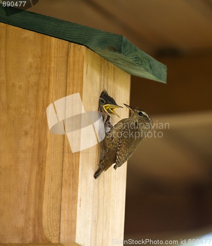 Image of Wren (Troglodytes troglodytes)