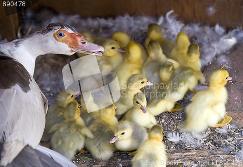 Image of Muscovy (Cairina moschata)