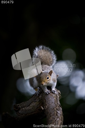 Image of Grey Squirrel (Sciurua carolinensis)