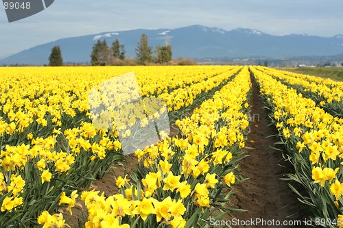 Image of Yellow daffodils