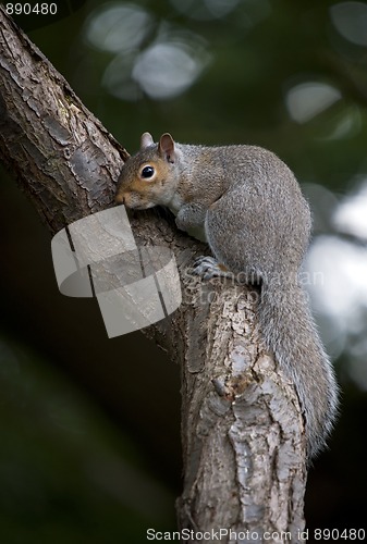 Image of Grey Squirrel (Sciurua carolinensis)