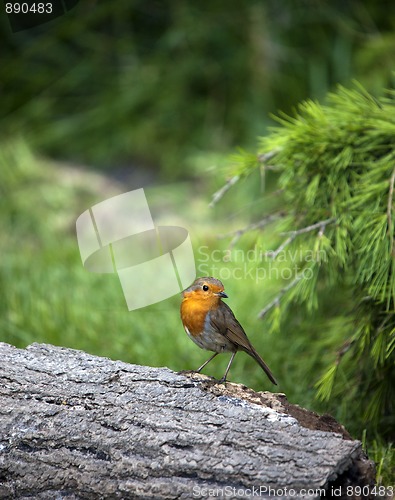 Image of Robin (Erithacus rubecula)