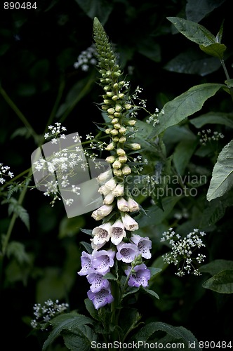 Image of Foxglove (Digitalis)